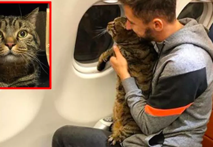 Beffa la compagnia aerea e viaggia con il gatto in cabina